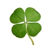 four_leave_clover_lucky