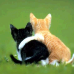 friendship_kittens-150x150-1