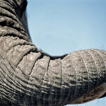 nwas05_whatisit2-150x150-1