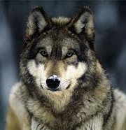 wolf