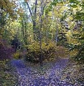 opportunity costs road not taken