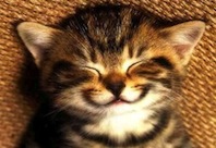 plug for contentment