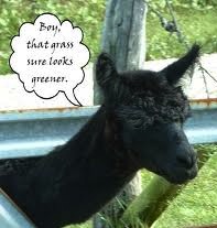 grass is always greener