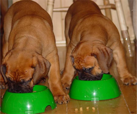 how to feed dogs (1)