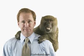 Monkey on your shoulder
