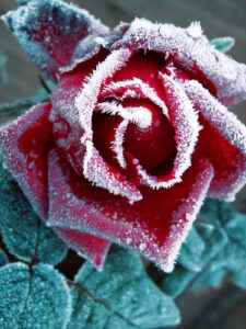 frost-on-Roses-225x300-1