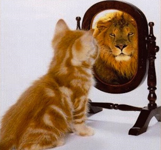 cat mirror lion