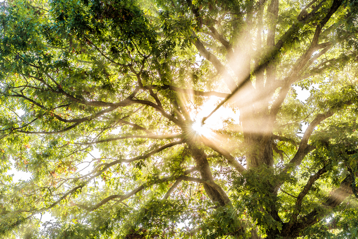 A picture of the tops of trees in a forest with sunlight shining through the branches