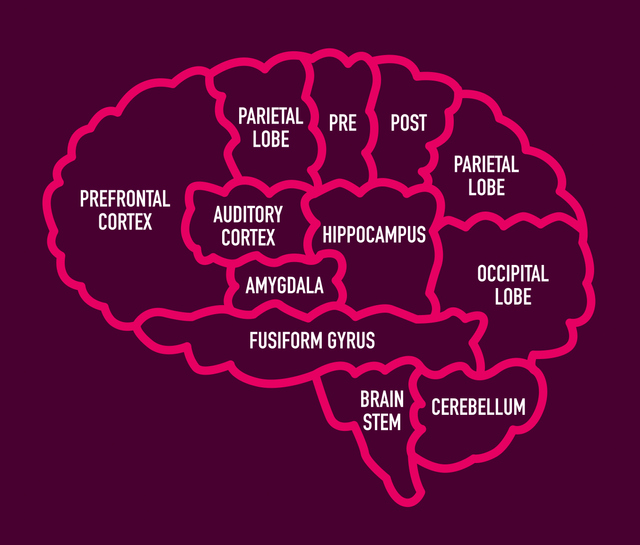 brain map